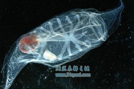樽海鞘完全透明的海洋生物 樽海鞘能吃吗?