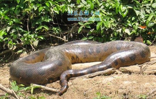 绿水蚺是世界上最重的蛇 巨型吃人绿水蚺真的存在吗?