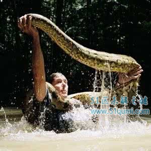 绿水蚺是世界上最重的蛇 巨型吃人绿水蚺真的存在吗?