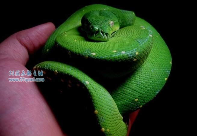 绿树蟒颜色艳丽的小型蟒蛇 绿树蟒有毒吗?会咬人吗?