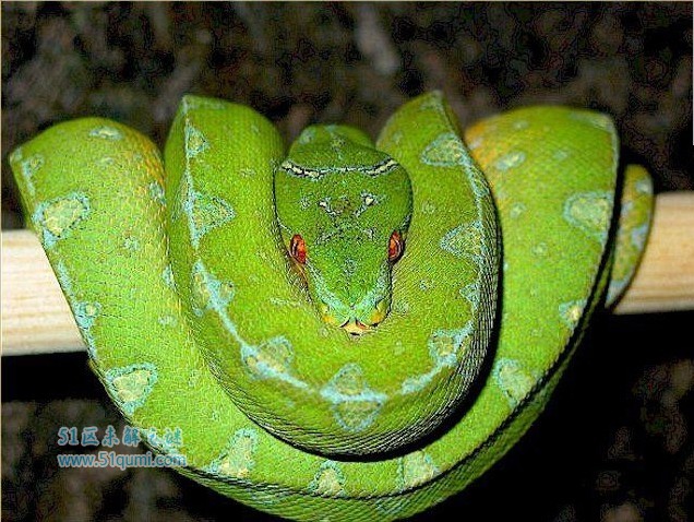绿树蟒颜色艳丽的小型蟒蛇 绿树蟒有毒吗?会咬人吗?
