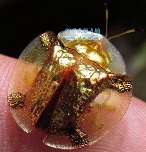 黄金龟甲虫最迷人的透明生物 黄金龟甲虫多少钱一只?