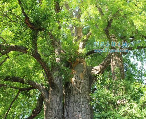 中国十大神树 世界柏树王据传说苯教开山祖的生命树