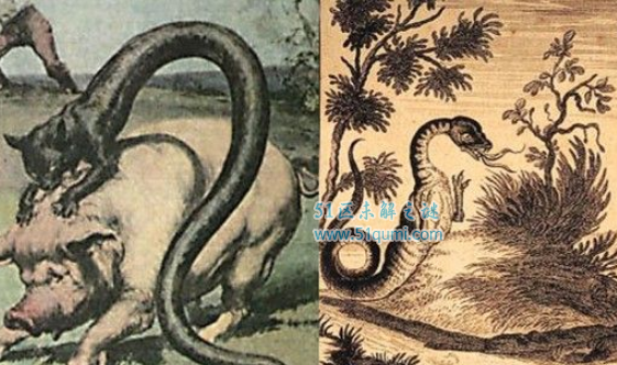 塔佐蠕虫:蛇身猫耳覆盖鱼鳞 披着鱼鳞的"猫"真的存在吗?