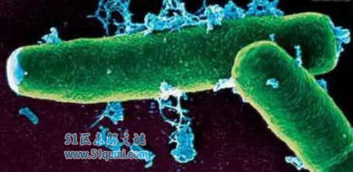 世界十大最毒的物质 肉杆菌毒素半公斤杀光全人类