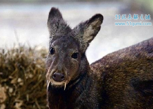 地球上最稀奇古怪的生物 吸血鬼鹿竟然真的存在!