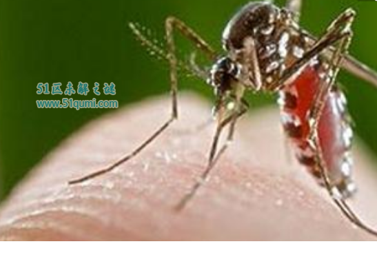 世界最大的蚊子金腹巨蚊有多大图片,会不会吸血(是一般蚊子十倍)