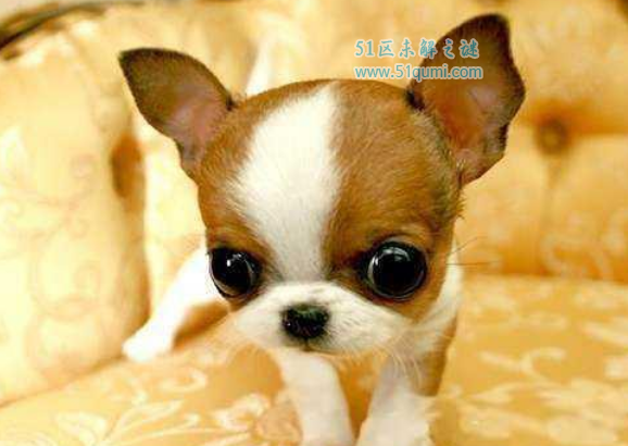 世界上最小的狗狗排行榜:马耳他狗只有人拳头大