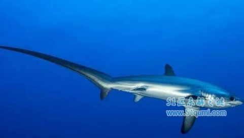 六种世界上最大的鱼类,大白鲨位列倒数第一