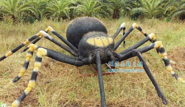 世界上最大的五种蜘蛛，第一名被称作长腿欧巴