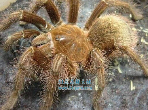世界上最大的五种蜘蛛，第一名被称作长腿欧巴