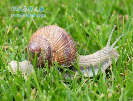 十种世界上最慢的动物，第一名竟然比蜗牛还慢