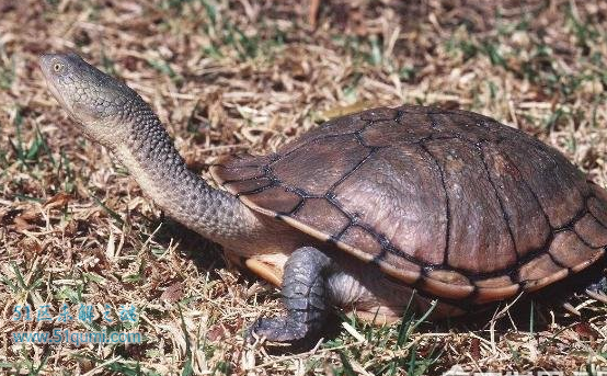 世界上脖子最长的乌龟，巨蛇颈龟脖子比身体长0.5米