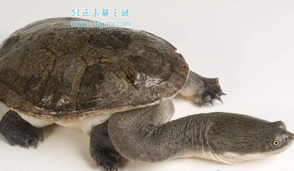 世界上脖子最长的乌龟，巨蛇颈龟脖子比身体长0.5米