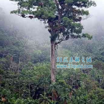 十颗全球最古老的树木，玛士撒拉树寿命长达5000岁