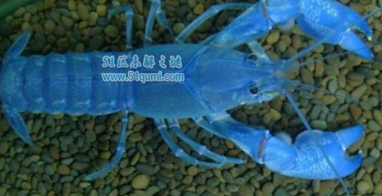 世界上最大的蓝魔虾,全身仿佛被油漆喷过