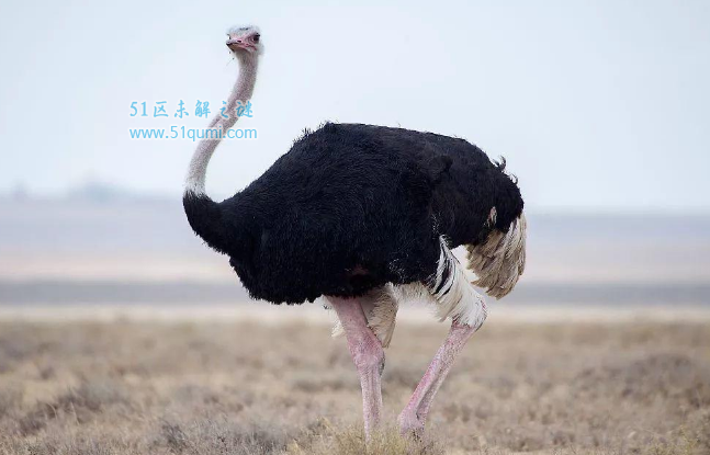 世界上最大的鸟，非洲鸵鸟身高3米重300多斤