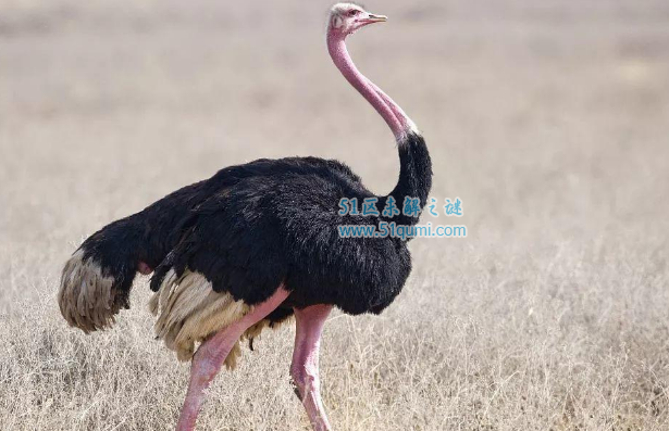 世界上最大的鸟，非洲鸵鸟身高3米重300多斤