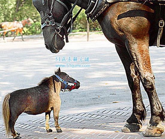 世界上最小的马种，迷你小马只有不到50厘米