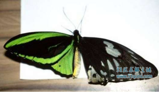 世界上最恐怖的蝴蝶，鬼美人凤蝶左翅膀骷髅右翅膀美女