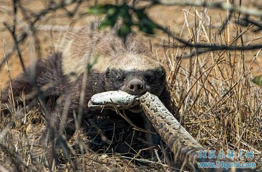 非洲最凶平头哥，蜜獾不服就干无所畏惧
