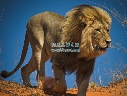 全球最大的狮子，非洲开普狮重达420公斤