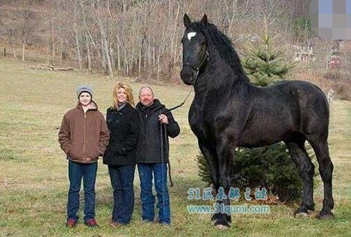 世界上最重的马前十，夏尔马最高纪录可达1.8吨