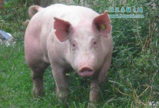 世界十大最贵猪肉，达明赫斯特的猪一半就高达6500万