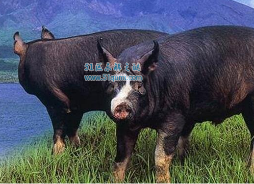 世界十大最贵猪肉，达明赫斯特的猪一半就高达6500万