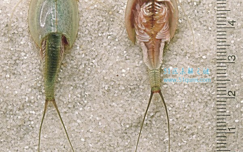 三眼恐龙虾，世界上最丑的动物怎样养比较科学