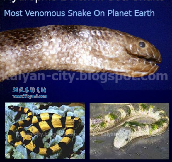 世界上最毒的蛇是贝尔彻海蛇，比内陆太攀蛇的毒液厉害100倍