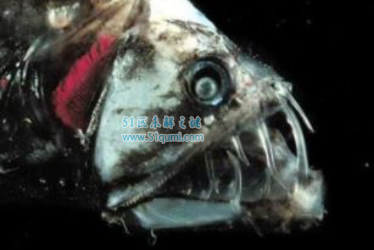 十大世界最恐怖的海底生物，腔棘鱼活的最长久！