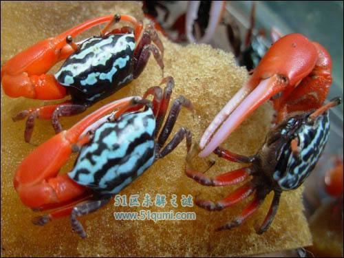 巨招潮蟹:蟹螯大小差异最大的螃蟹 该如何正确饲养?