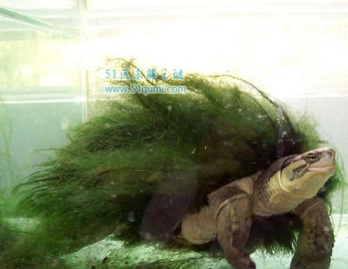 绿毛龟多少钱一只?绿毛龟绿毛是怎么长出来的?