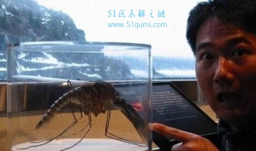 世界上最大的蚊子到底有多大?刚吃饭者勿进小心呕吐