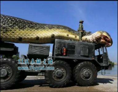 揭秘红海巨蛇传闻真相 军队大战红海巨蛇是真的吗?