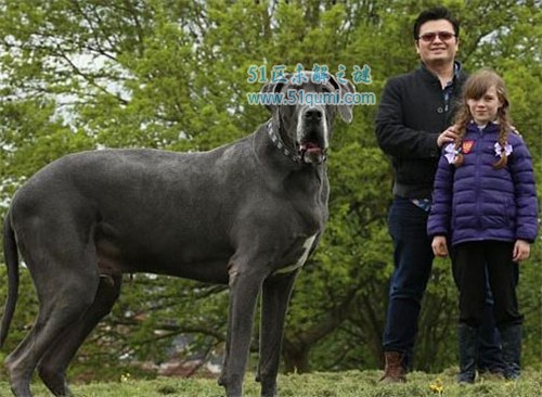 世界上最大的狗：大乔治高220厘米，重120公斤