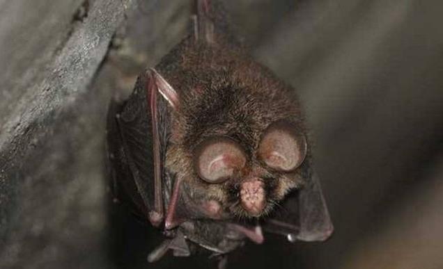 十大最恐怖蝙蝠图片（世界上最可怕的蝙蝠(可能会引起您的不适 慎入！)）