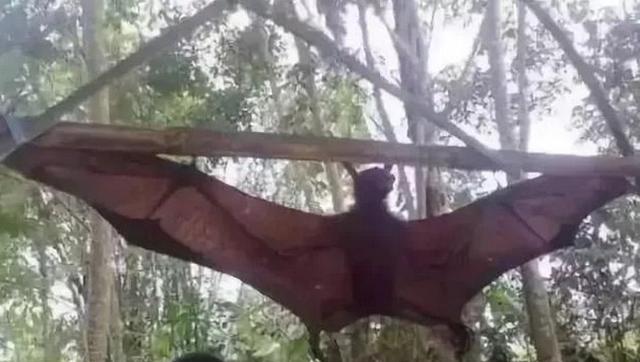 十大最恐怖蝙蝠图片（世界上最可怕的蝙蝠(可能会引起您的不适 慎入！)）