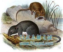 牙买加仓鼠:体长只有0.2米仓鼠 如何被人类灭绝的?