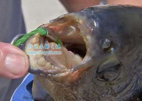 锯腹脂鲤:令人闻风丧胆的切蛋鱼 专吃男性睾丸是真的吗?