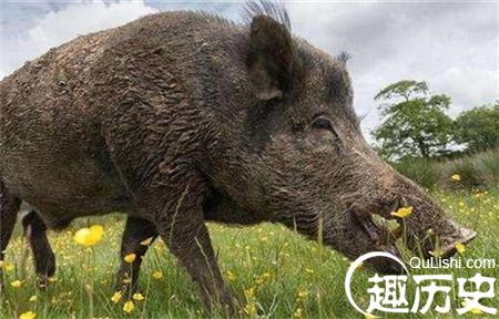 猪八戒俗名为啥叫做猪刚鬣？名字是谁给他起的？