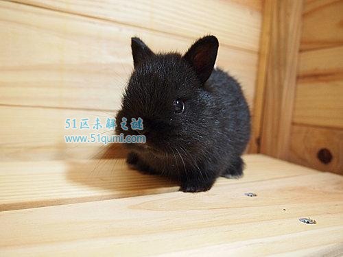 侏儒兔是世界上最长寿的兔子 它的价格是多少?