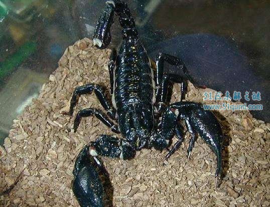 非洲帝王蝎:世界上最大的蝎子 它有毒吗?该如何饲养?