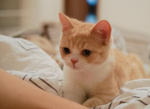 猫咪踩奶是什么意思，生理上的恋母表现(也有可能是生病了)