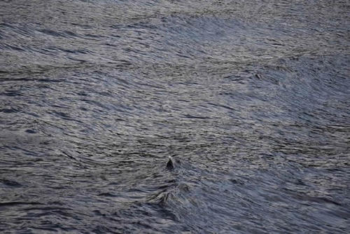 铜山湖水怪事件真假，湖中出现长有两角的神秘生物(目击者已达百人)
