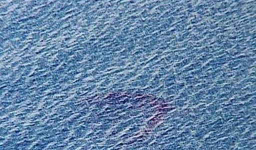 湛江市湖光岩水怪真相之谜，疑似未灭绝的龙鱼(体长超过七米）
