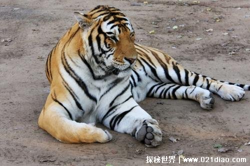 800公斤史上最大的老虎，远东巨虎体长可达4米以上