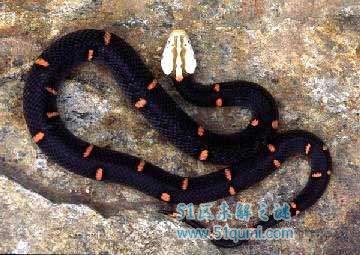 喜玛拉雅白头蛇:中国最毒的毒蛇之一 为什么绝食不吃饭?