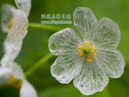 山荷叶:雨过之后会变透明的小花 它的花语是什么?